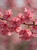 Fotografie van japanse sierkers in de dauw, dieproze