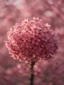Fotografie van japanse sierkers in de dauw, dieproze