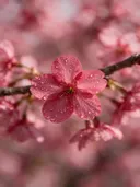Fotografie van japanse sierkers in de dauw, dieproze