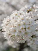 Fotografie van japanse sierkers in de dauw, wit
