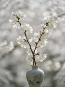 Fotografie van japanse sierkers in de dauw, wit