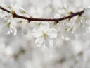 Fotografie van japanse sierkers in de dauw, wit