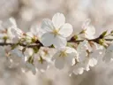 Fotografie van japanse sierkers in de dauw, wit