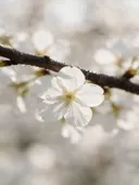 Fotografie van japanse sierkers in de dauw, wit