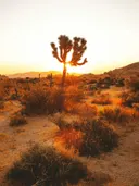 Silhouet van een joshua tree in de woestijn bij zonsondergang.