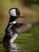 Close-up van een eend met zwart-witte kop en gespreide vleugels op het water.