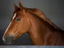Kastanjebruin paard met bles