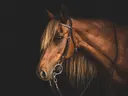 Kastanjebruin paard met hoofdstel