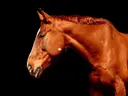Kastanjebruin paard tegen zwarte achtergrond
