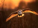 Kerkuil in vlucht bij zonsondergang