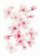 Aquarel van losse roze kersenbloesems
