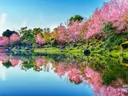 Roze bloeiende kersenbomen langs de oever van een meer met weerspiegeling in het water.