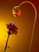 Een gesloten klaproosknop naast een donkerrode gekrulde bloem tegen een oranjerode achtergrond.