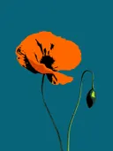 Illustratie van een oranje klaproos en een knop op een blauwe achtergrond.