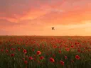 Landschapsfoto van klaprozen bij de zonsondergang, met een torenvalk