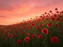 Landschapsfoto van klaprozen bij de zonsondergang