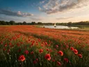 Landschapsfoto van klaprozen bij het gouden uur, met een zeilbootje
