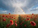 Landschapsfoto van klaprozen bij het moment na de regen, met zwaluwen laag over de bloemen