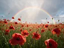 Landschapsfoto van klaprozen bij het moment na de regen, met een vlinder op de bloemen