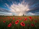 Landschapsfoto van klaprozen bij het moment na de regen, met een windmolen in de verte