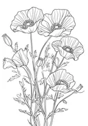 Botanische lijntekening van klaprozen