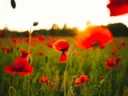 Rood klaprozenveld bij zonsondergang met een klaproos in de voorgrond