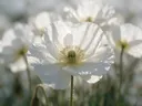 Macrofotografie van dauwdruppels op klaprozen, glinsterlicht, wit