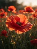 Macrofotografie van dauwdruppels op klaprozen, gouden gloed, vuurrood
