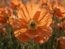 Macrofotografie van dauwdruppels op klaprozen, regenboogglans, oranje