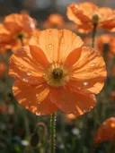 Macrofotografie van dauwdruppels op klaprozen, regenboogglans, oranje