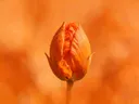 Fotografie van klaprozen in volle zon, oranje