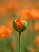 Fotografie van klaprozen in volle zon, oranje