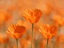 Fotografie van klaprozen in volle zon, oranje