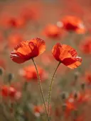 Fotografie van klaprozen in volle zon, vuurrood