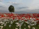 Veld vol klaprozen met een alleenstaande boom in het midden.