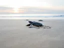 Babyzeeschildpad kruipt over het strand richting de zee bij zonsondergang.