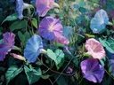 Schilderij van een kleurrijk bed vol windebloemen in blauw en paars