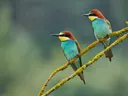 Twee kleurrijke bijeneter-vogels zittend op een tak.