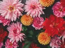 Close-up van een dicht boeket roze, rode en gele dahlia's.