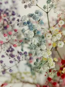 Close-up van gedroogde bloemtakjes in diverse pastelkleuren zoals blauw, paars en geel.