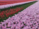 Rijen roze, rode en witte tulpen in een Nederlands bollenveld