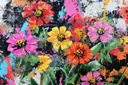 Kleurrijke bos zinnia's in rood roze geel en oranje, schetsmatig geschilderd