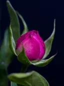 Close-up van een magentakleurige rozenknop met groene blaadjes tegen een zwarte achtergrond.