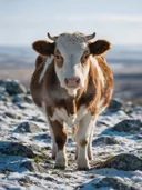 Koe frontaal, een rotsachtig hoogland, een dun laagje sneeuw