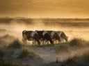 Koe in het veld, de duinen, de ochtendmist