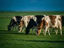 Koe in het veld, een rustig weiland, de volle zomer