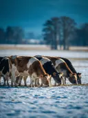 Koe in het veld, een bosrand, een dun laagje sneeuw
