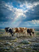 Koe in het veld, een rotsachtig hoogland, een fris moment na de regen