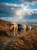 Koe in het veld, een varenhelling, een fris moment na de regen