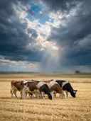 Koe in het veld, een goudkleurig stoppelveld, een fris moment na de regen